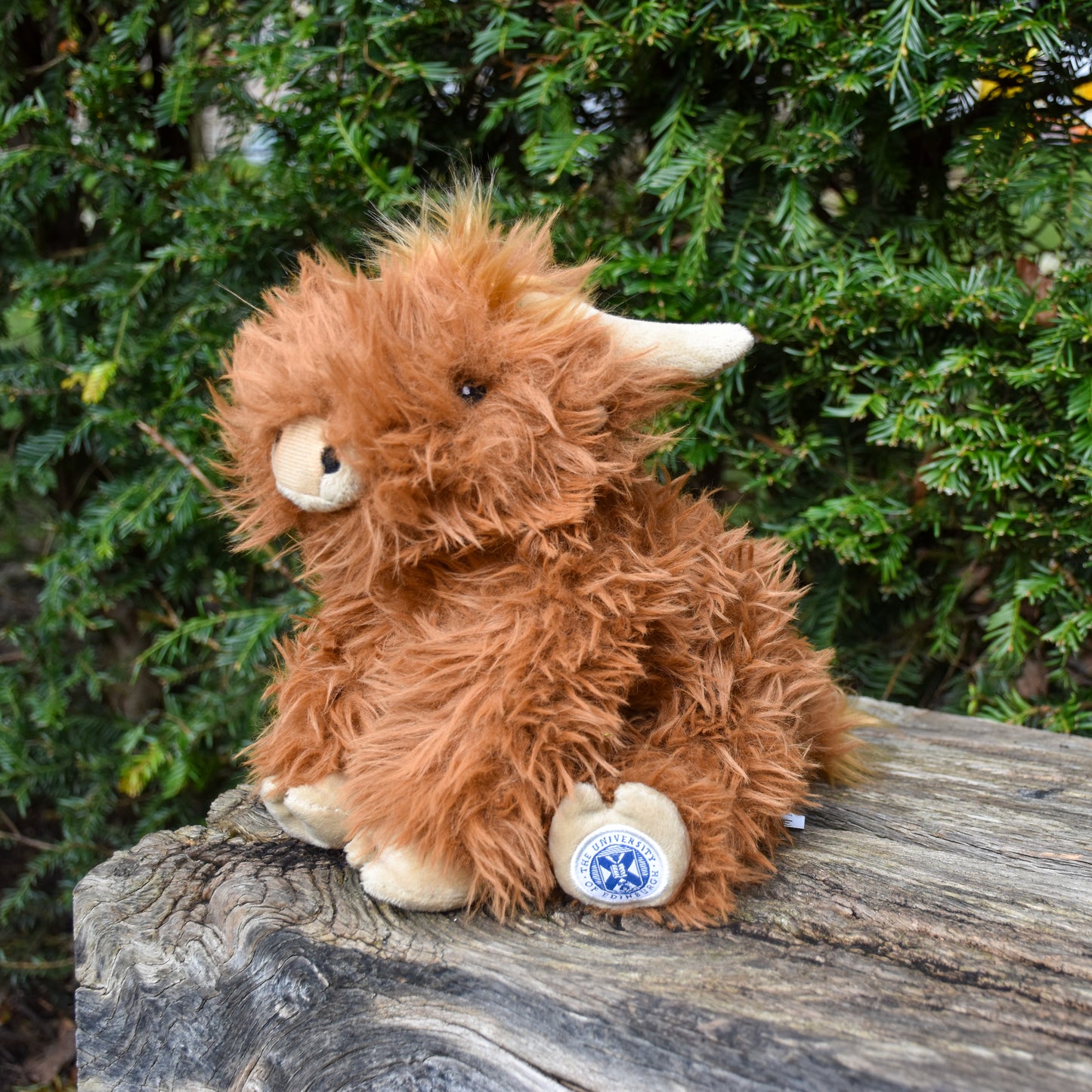 A side profile of the McCoowan with the spiky hair out of its eyes. Sitting on a wood bench, the embroidered crest on the hoof is visible.