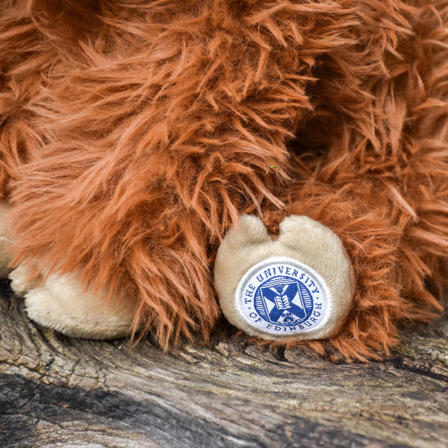 A close up of the McCoowan's back hoof, which has an embroidered blue and white University of Edinburgh logo.