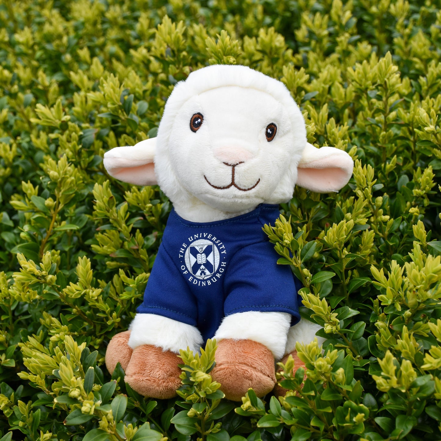 Dolly Recycled Plush sitting on a green bush. She is wearing a navy shirt with a white printed logo of the University of Edinburgh.