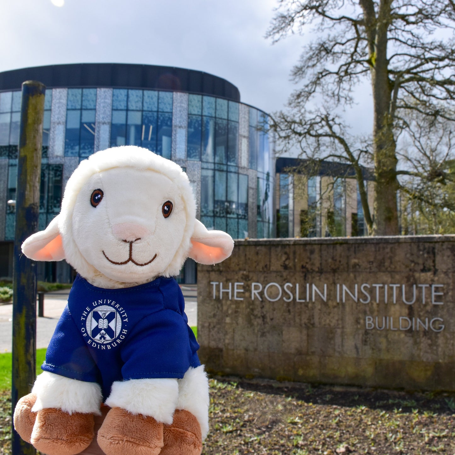 Dolly Recycled Plush sitting outside the Roslin Institute building.