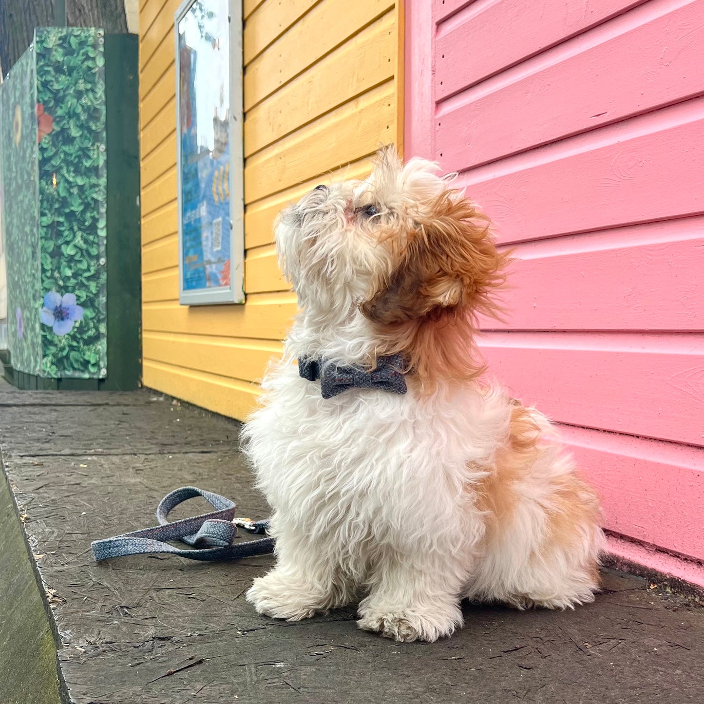 Dog models University Tweed Pet Bowtie and University Tweed Pet Leash.