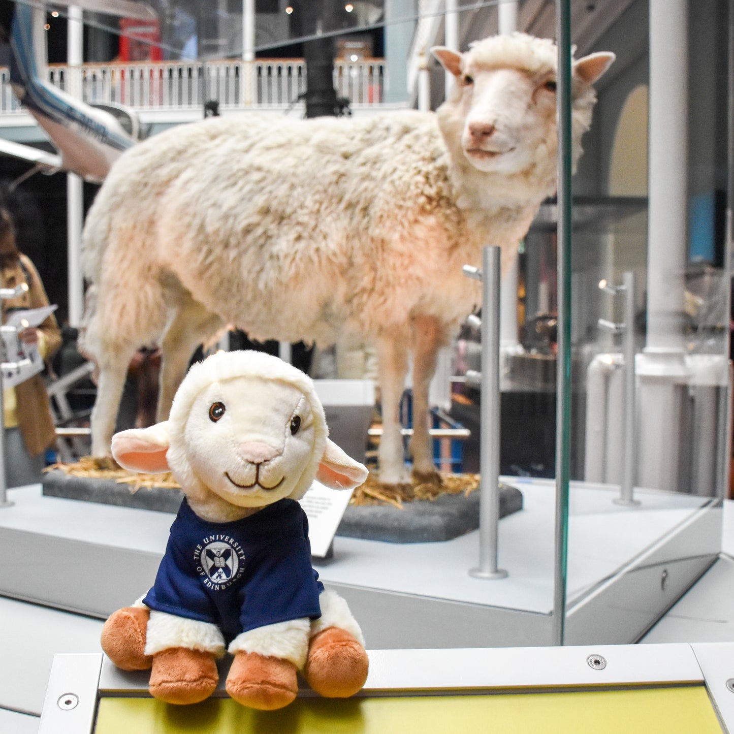Dolly Recycled Plush sitting in front of Dolly the Sheep in the National Museum of Scotland.